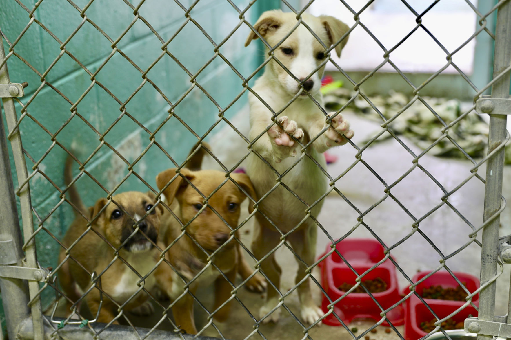 Orangeburg County Animal Shelter